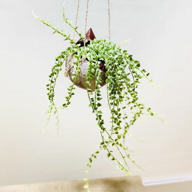 おしゃれ　観葉植物　選べる：ディスキディア　ココヤシポット付き*吊り