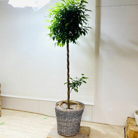 楽天市場 ねじりベンジャミンの通販