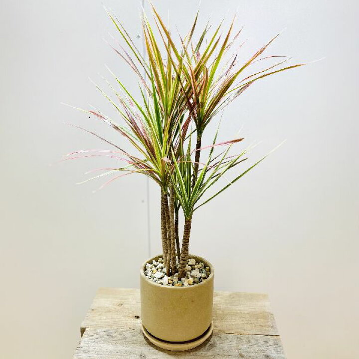楽天市場 おしゃれ 観葉植物 ドラセナ レインボー鉢植え 受皿付 遊恵盆栽 楽天市場店 楽天市場 おしゃれ 観葉植物 ドラセナ レインボー鉢植え 受皿付 遊恵盆栽 楽天市場店
