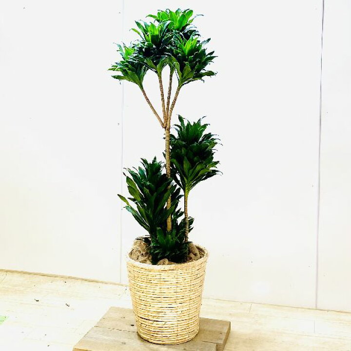 楽天市場】おしゃれ 観葉植物：ドラセナ コンパクタ*鉢カバー 麻布 