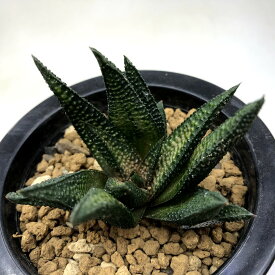 多肉植物：硬葉ハオルチアhyb.*幅7cm
