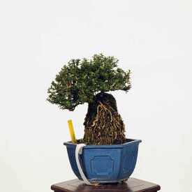 盆栽：香丁木石付(コウチョウボク)現品*こうちょうぼく　Koucyoboku bonsai 小品盆栽