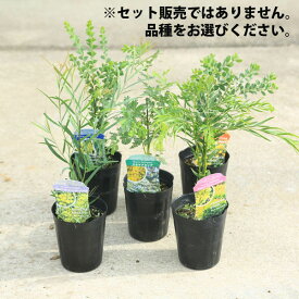 楽天市場 ミモザ 庭木の通販