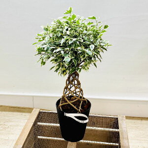 �������@�ϗt�A���F�t�B�J�X�@�x���W���~�� �X�^�[���C�g �^���[�d����*5���v���|�b�g�@�҂ݍ���