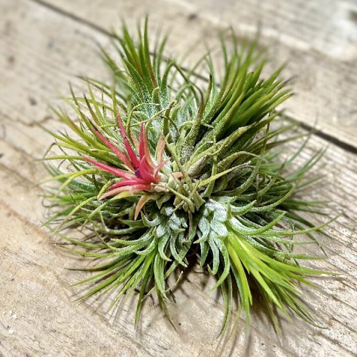 楽天市場 おしゃれ 観葉植物 エアープランツ チランジア イオナンタ クランプ エアプランツ ティランジア 遊恵盆栽 楽天市場店