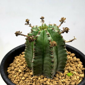 多肉植物：ユーフォルビアhyb.*幅3.5cm