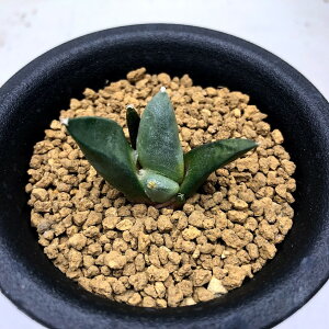 T{eFAIJvX O  S*3cm ԏ