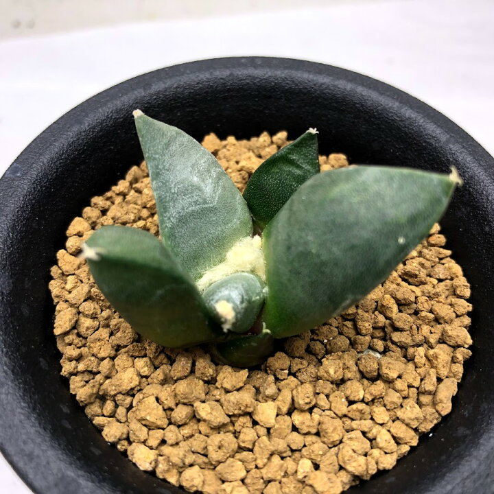 楽天市場】サボテン：アリオカルプス 青磁牡丹 実生 M*幅4cm ☆赤松 