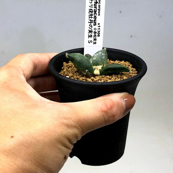 楽天市場】サボテン：アリオカルプス 変わり疣牡丹の実生*S 幅4.5cm 