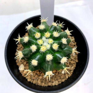 サボテン 金鯱の通販 価格比較 価格 Com