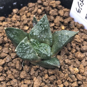 T{eFAIJvX SW*3cm@iIi@ԏ