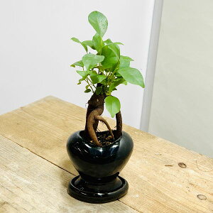 おしゃれ 観葉植物:ガジュマル*ハート型鉢 鉢植え 受皿付