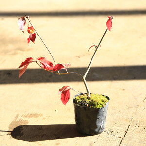 苗:オトコヨウゾメ* おとこようぞめ