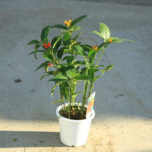 ؁@A؁@cF痼@傤@ԉ~bNX*