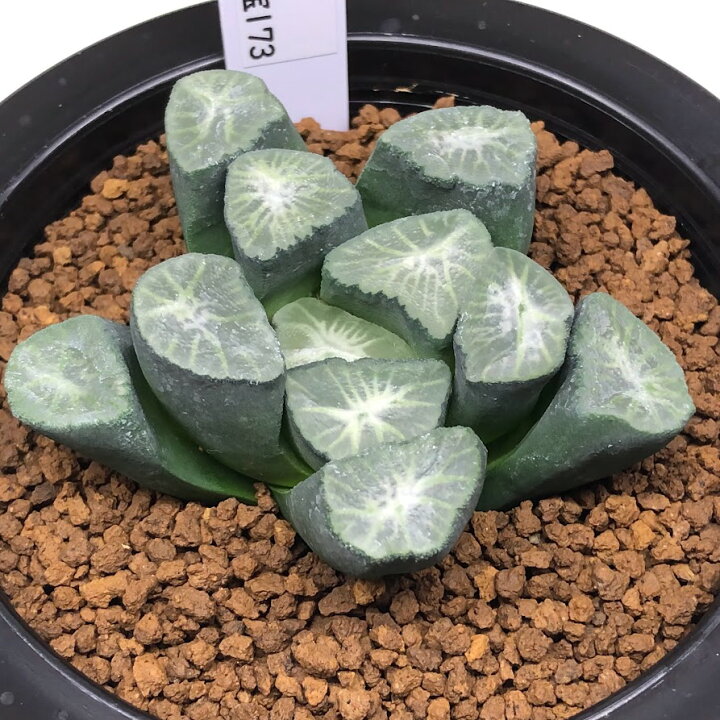 楽天市場】多肉植物：ハオルチア 万象 小宝173*幅7cm 現品！一品限り  
