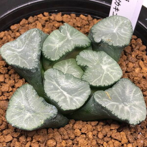 観葉植物 ハオルチア万象 多肉植物の人気商品 通販 価格比較 価格 Com