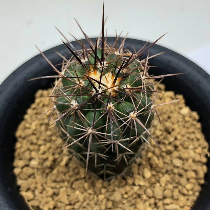 当店一番人気 サボテン Fucoa Cl