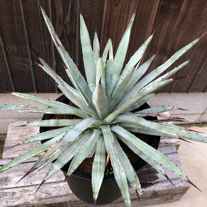 AFAKx@}NAJT*45cm@iIi