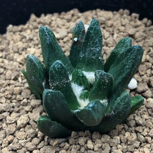 T{eFAIJvX@pO@*4.5cm@iIi