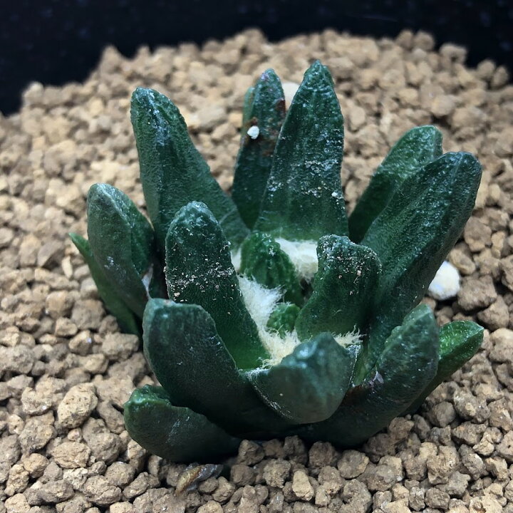 楽天市場】サボテン：アリオカルプス 竜角牡丹 実生*幅4.5cm 現品 