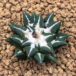 T{eFAIJvX@O@*3cm@i@i