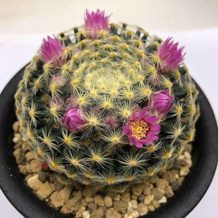 楽天市場】サボテン：マミラリア 赤花明星*幅6.5cm : 遊恵盆栽 楽天