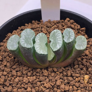 AFnI`A@ʐi{RQX^j×ʐjVA-V*5cm@iIi