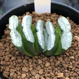 AFnI`A@ʐ ×ʐ jVA-V*M 4.5cm