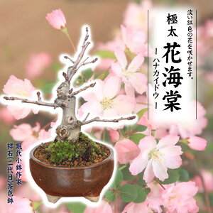 ~́FɑԂǂ*(ː()F)*yz ԊC@Cy2026NJԁzbonsai