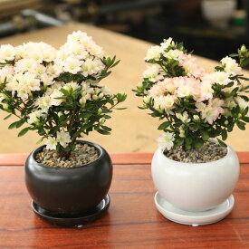 小品盆栽：久留米つつじ(モダン丸鉢受皿付)*（白ゼオライト）＜2024年開花終了＞ ぼんさい　ボンサイ　bonsai