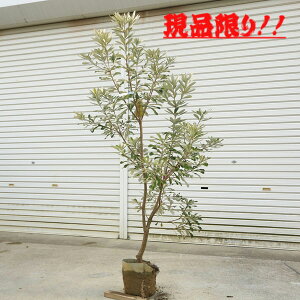 i؁@A؁FoNVA@R[Xg* 150cm@S 170cm@^i@΂񂭂