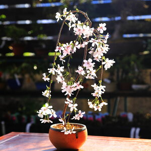 しだれ 桜 盆栽 植木の人気商品 通販 価格比較 価格 Com