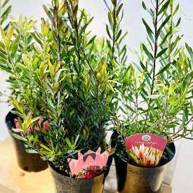 苗 鉢花 観葉植物：リューカデンドロン*各種選べます 5号 リュウカデンドロン　リューカ5