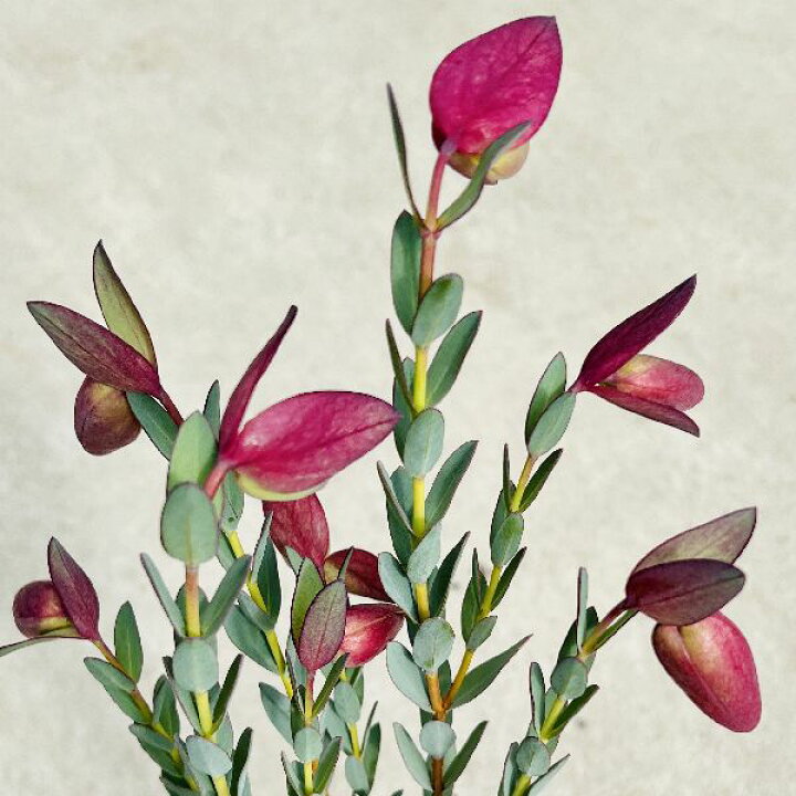 楽天市場 おしゃれ 観葉植物 ピメレア ピソディス クオラップ ベル 今期開花終了しました 遊恵盆栽 楽天市場店 楽天市場 おしゃれ 観葉植物 ピメレア ピソディス クオラップ ベル 今期開花終了しました 遊恵盆栽 楽天市場店