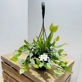 おしゃれ　観葉植物：リプサリス　エリプティカ*5号　吊り鉢