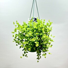 おしゃれ　観葉植物：ペペロミア　デピーナ　*3.5号　吊り鉢
