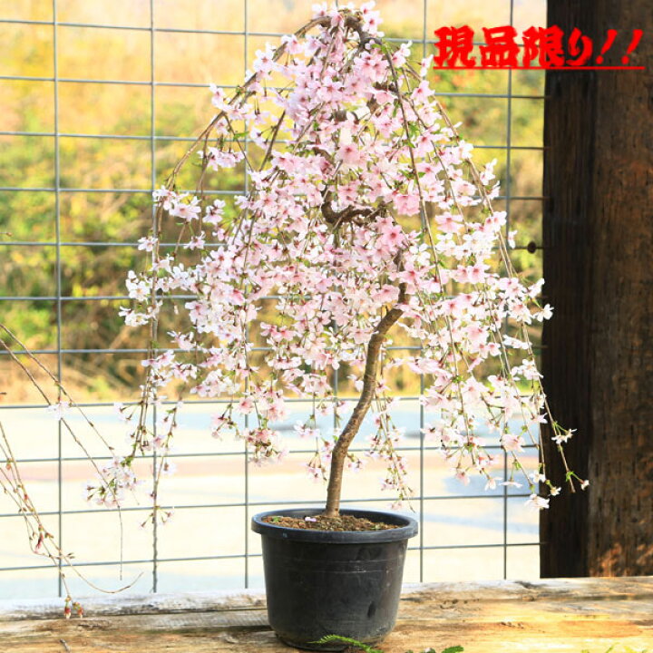 楽天市場】選抜現品 庭木：桜・しだれ富士桜（一重しだれ桜）*現品お 