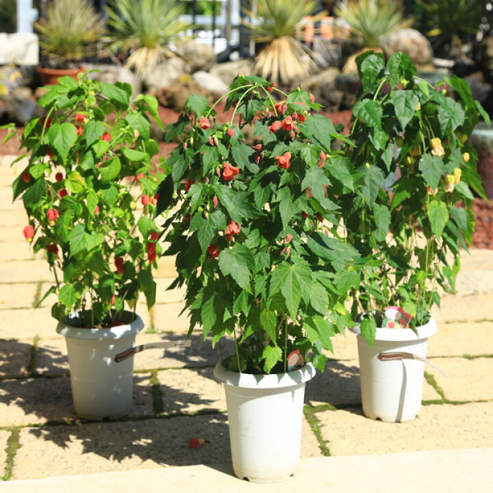 楽天市場 送料無料 庭木 植木 アブチロン ウキツリボク チロリアンランプ 行燈仕立て 品種選べます 佐川急便 遊恵盆栽 楽天市場店 楽天市場 送料無料 庭木 植木 アブチロン ウキツリボク チロリアンランプ 行燈仕立て 品種選べます 佐川急便 遊恵盆栽 楽天市場店