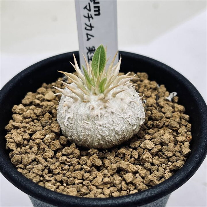 楽天市場】コーデックス：パキポディウム エニグマチカム 実生*幅3cm  