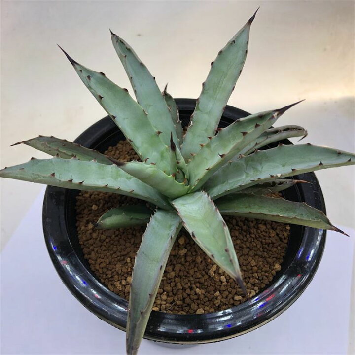 楽天市場】多肉植物：アガベ 緑幅広葉マクロアカンサ*幅17cm 現品 
