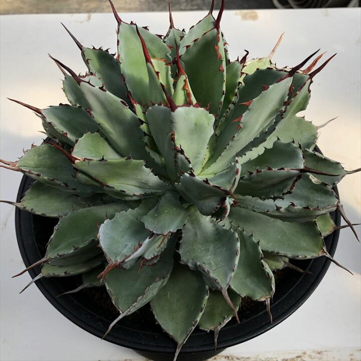 楽天市場】多肉植物：アガベ ポタトルム キュービック*幅24cm 現品  