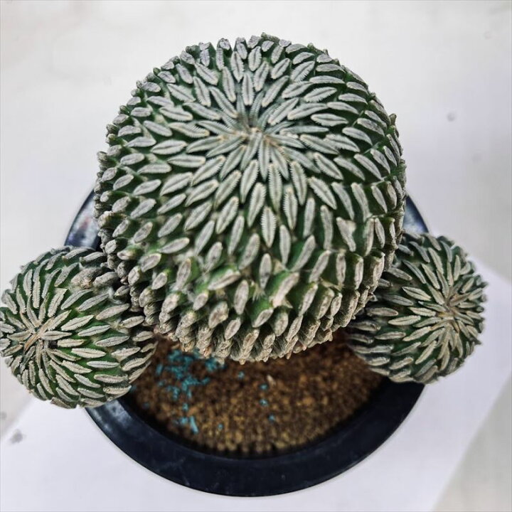 楽天市場】サボテン：ペレキフォラ 精巧丸*幅13cm 現品！一品限り 