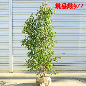 常緑ヤマボウシ 株立」の人気商品一覧・価格比較 - 価格.com