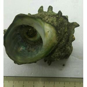 焼物 殻つきサザエ(つぼ焼き用)M 15個(約70-80g)×10P(P2,930円税別)業務用 冷凍 国内加工