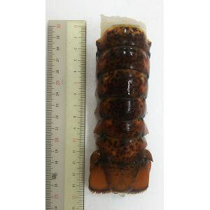 Ji_Y@UHP@@I}[e[@5(3-4IX)×8P iP6,240~ŕʁjƖp@C@Ⓚ