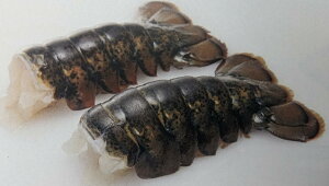 Ji_Y@UHP@@I}[e[@4.54Kgi3-4IX^45{jKg10,530~ŕʁ@Ɩp@C@Ⓚ