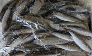 Yiꌧjሼ@1kg(10`15gOjx10܁i3,250~ŕʁjt@@Ⓚ@C@Ɩp