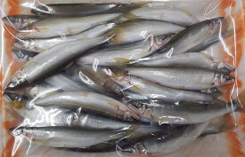 国産（滋賀県）天然若鮎　特大　500g(尾13-16g前後）x20P（P1,560円税別）冷凍　業務用　ヤヨイ