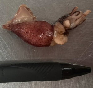 {Cق邢@ڎ@500gi100-120jx20PiP1,560~ŕʁjⓀ@Ɩp@C@p