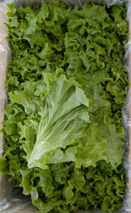 򕌌Y@k͔|@VN@O[[t̓Tj[^X@1i16`24Oj2,860~ŕʁ@①@Ɩp@C